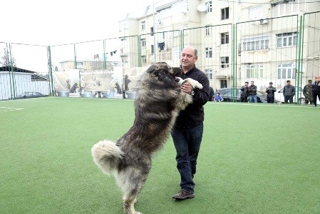 Gəncədə itlərin sərgisi keçirilib