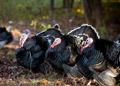 İsmayıllıda hind toyuğu fabriki tikilir