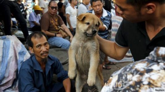 Çində Yulin it əti festivalı keçirilir