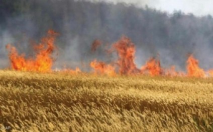 Şəkidə 250 ha biçilmiş taxıl sahəsi yanıb