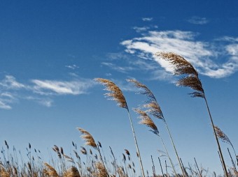 Azərbaycanda küləkli hava şəraiti davam edəcək