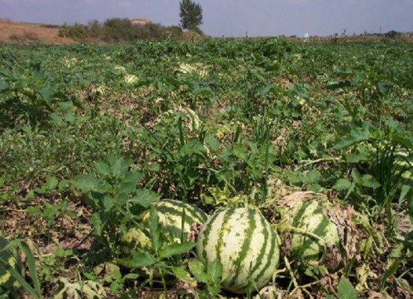 Tovuzlu fermerlər 732 ton bostan məhsulları istehsal ediblər