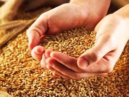 Taxıl Fondu üçün buğda qəbulu noyabrın 1-dək uzadıldı