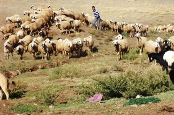 Nazirlikdən Qurban bayramı ilə bağlı ƏMR