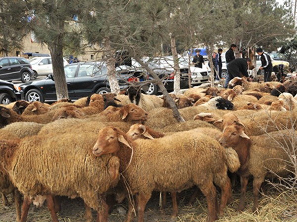 Bakıda ucuz qurbanlıq heyvanlar satılacaq