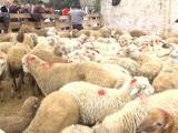 Bakıda qurbanlıq heyvanlar bu ünvanlarda satılacaq - SİYAHI