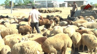 Qurbanlıq qoyunlar neçəyə satılacaq? - REPORTAJ