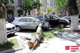 Güclü külək Bakıda 3 avtomobilə ziyan vurdu