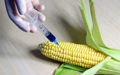 Azərbaycanda GMO bitkilər və yeyinti məhsulları məhv ediləcək