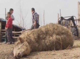Ağsuda canavarlar sakinlərə hücum etdi: 2 nəfər ağır yaralı
