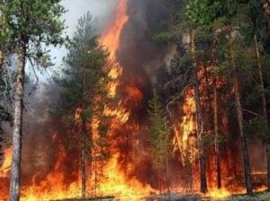 Şahdağ Milli Parkındakı yanğın qəsdən törədilib