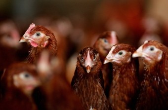 Quş qripi ilə bağlı növbəti monitorinq başlayıb