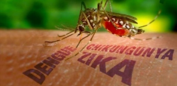 Braziliyada “Zika” virusu: Olimpiya Oyunları təhlükə altında?