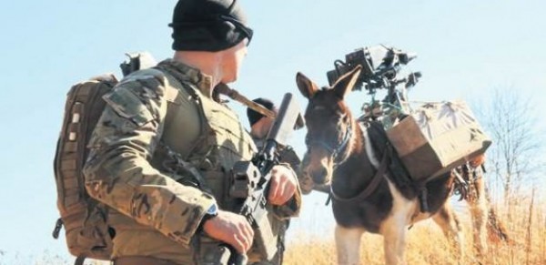 Türkiyə PKK ilə savaşda eşşəklərdən istifadə edəcək