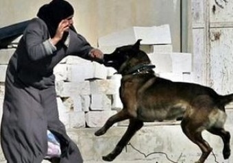 Ötən il Azərbaycanda 17 mindən çox insanı heyvan dişləyib