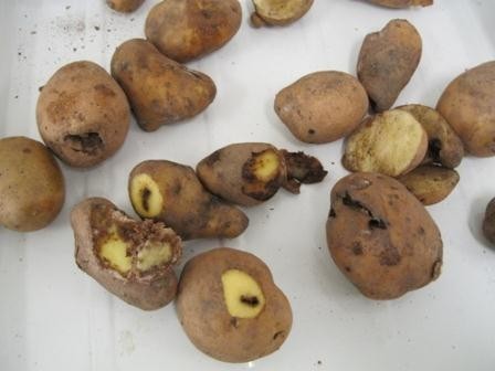 İranın 48 ton kartofu geri qaytarıldı