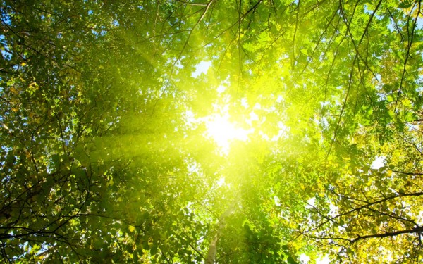 Temperatur yüksəlir: 29 dərəcə
