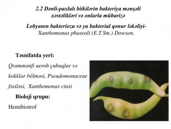 Ölkəyə gətirilən lobyada xəstəlik tapıldı