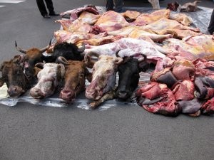 Antisanitar vəziyyətdə Bakıya gətirilən 1300 kq ət saxlanıldı