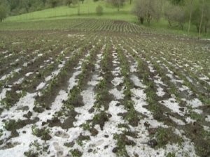 Tovuzda 500 hektardan çox kartof sahəsi və meyvə bağları məhv olub