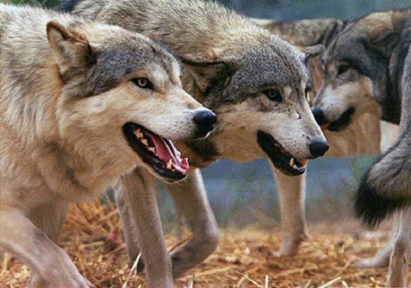 Azərbaycanda canavarlar kəndə hücum etdi - ŞOK TƏFƏRRÜAT