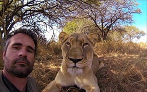 Hindistan hökuməti əhaliyə şirlərlə selfi çəkdirməməyi tövsiyə edib