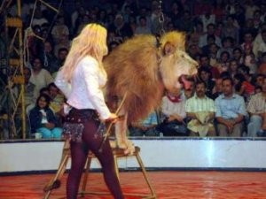 Zoopark və sirklər qadağan edilə bilər