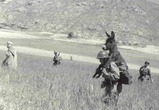 Tarixda “Şaftalı” müharibəsi (və ya iki tayfanı məhv edən inək)