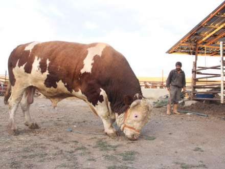 Qurban bayramında 2,2 tonluq buğa kəsiləcək