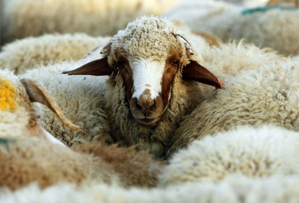 Devalvasiyanın “qurbanları“ - SORĞU