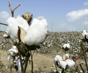 Dünya bazarında pambıq ucuzlaşdı