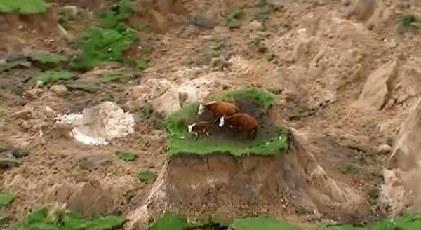 Hər tərəf dağılsa da inəklər kiçik torpaq üstündə sağ qaldılar - ZƏLZƏLƏDƏN SONRA