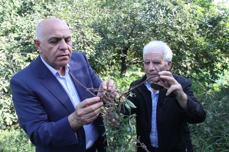 Xalçaşünaslıq sektorunda Azərbaycanın boyaqçılıq ənənələri araşdırılır -FOTOLAR