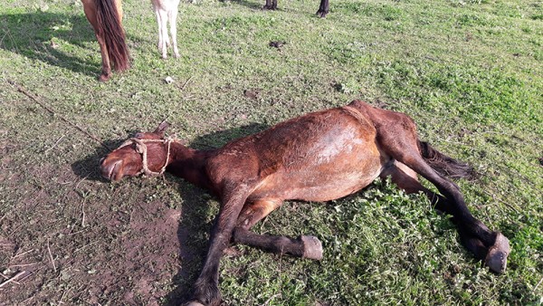 Son 3 ildə 10 tondan artıq at əti aşkarlanıb - Azərbaycanda