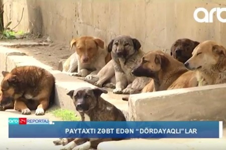 “İtlərə görə yolumu uzadıram”