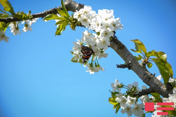 26 dərəcə isti, yağmursuz hava