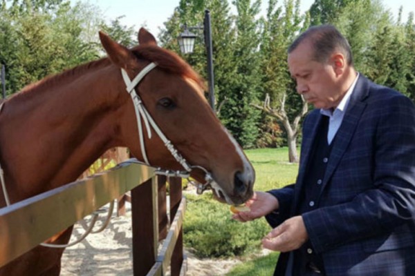 Ərdoğan at belində — FOTO