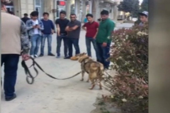 Azərbaycanda bu da oldu: Şəhərin mərkəzində canavar gəzdirir