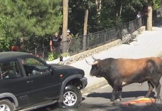 Öküz uşaqlarla dolu maşına hücum etdi