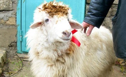 Qurbanlıq qoyunların qiyməti neçəyədir, bahalaşma varmı? - REPORTAJ