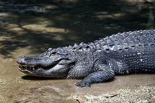 78 timsah zooparkdan qaçıb