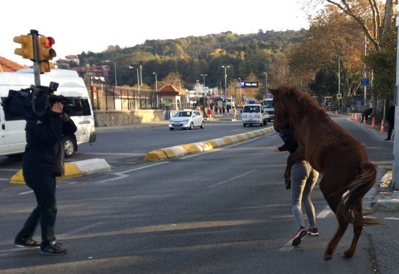 Atdan xəbər yazmağa getdi, özü xəbər oldu - AT HÜCUM ETDİ