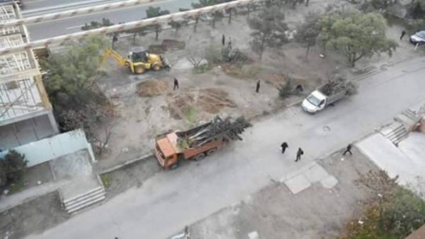 Nizami rayonunda özbaşınalıq: Ağaclar məhv edildi - FOTO