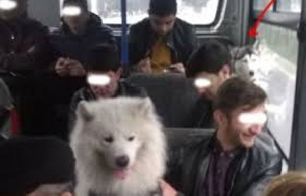 Bakıda avtobusda itlər oturdu, sərnişinlər ayaqüstə qaldı