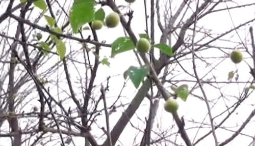 Qeyri-adi təbiət hadisəsi: Dekabr ayında alça ağacı bar verdi