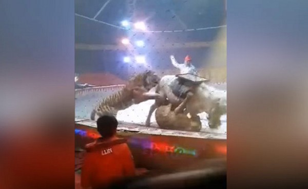 Şir və pələng sirk atını arenada parçalamaq istədilər