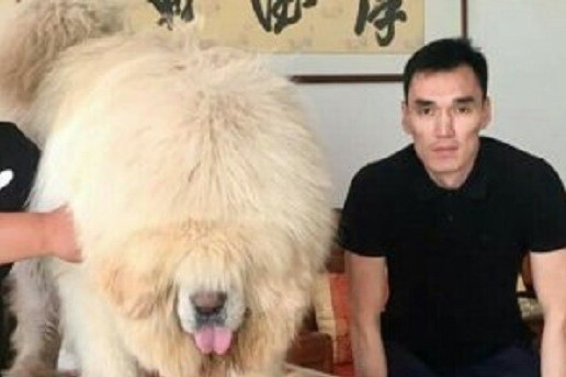 Bakıda 250 min dollara it satılır: “Biri villa ilə barter təklif etdi, tibetli razılaşmadı…”