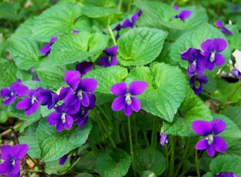 Mart ayının hava proqnozu