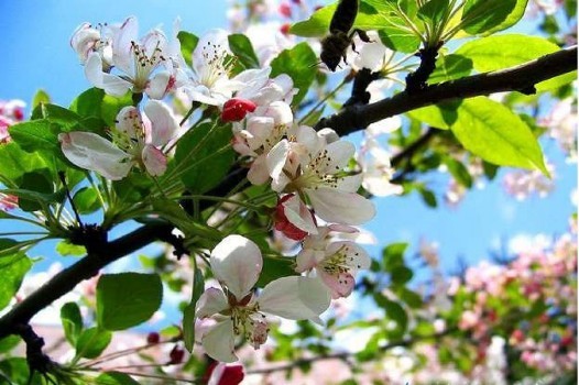 Azərbaycana yaz fəslinin gəlmə vaxtı açıqlanıb