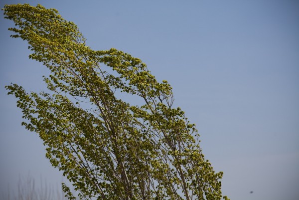 Proqnozlar Bürosu: Küləkli hava şəraiti davam edəcək